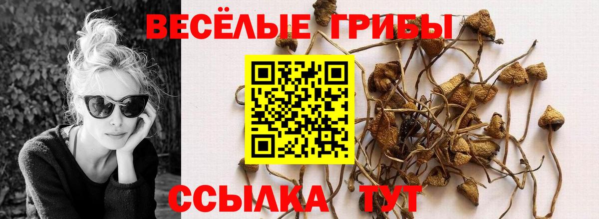 Псилоцибиновые грибы Psilocybine cubensis Электрогорск